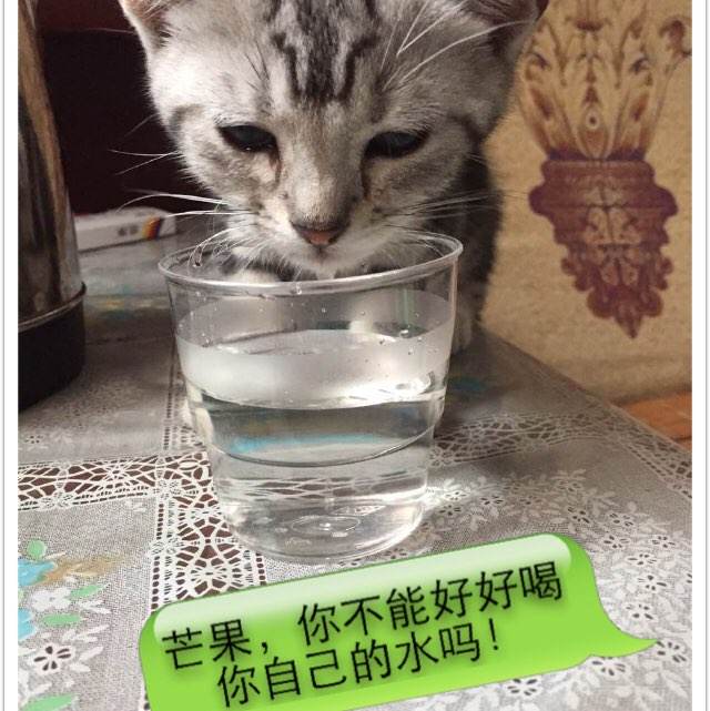 办假的宾州爱丁堡大学文凭毕业证
